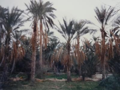 (10)1987年サハラ砂漠縦断　西アフリカと中央アフリカ横断の旅12か国64日間⑧チュニジア(ネフタ)