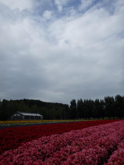 ２０１５夏休み～ニセコ周辺まったり旅改め、修行の旅～vol.4☆富良野周辺☆