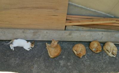 女一人旅】男木島★完全な猫旅