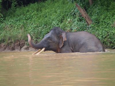 日本から最も近い熱帯ジャングルで野生動物と出会う旅