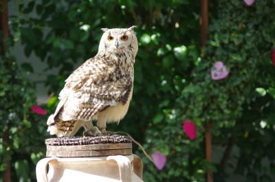 一人でぶらりドライブ小國神社と掛川花鳥園