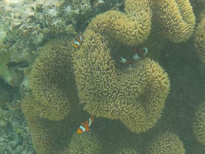 クラブメッド石垣島〜台風の沖縄を初体験！の巻〜