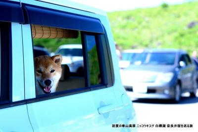 初夏の車山高原 ニッコウキスゲ 白樺湖 奈良井宿を巡る旅 (白樺湖／車山高原編)