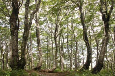 福井再発見　平家平へ　（秋の植物物語）