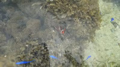 海水浴で熱帯魚に囲まれるなんて