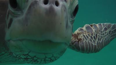 ウミガメと会えた夏☆チャイナエア　ビジネスクラスで行く台北、クアラルンプール、レダン島☆レダン島編♪その１