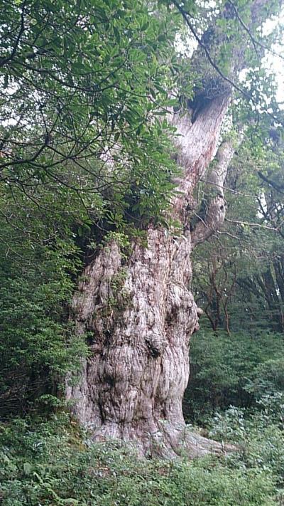 縄文杉に会いにリベンジ旅その１