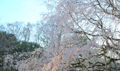 六義園で花見