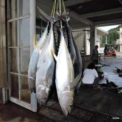 ②沖縄久米島パヤオのキハダマグロ釣り（フィッシング）