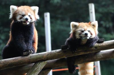 山陽新幹線で行った初・岡山は雨のち曇りの池田動物園（３）レッサーパンダ特集：一度は会えないかと絶望しかけた３組６頭～陸くん・フィンフィンちゃん＆大地くん・ルナちゃん＆のんたくん・しずくちゃん