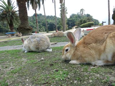 うさぎと戦艦