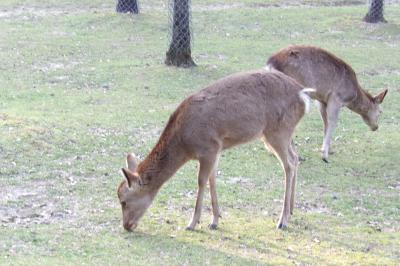 奈良の桜と、三島由紀夫「春の雪」の舞台巡り