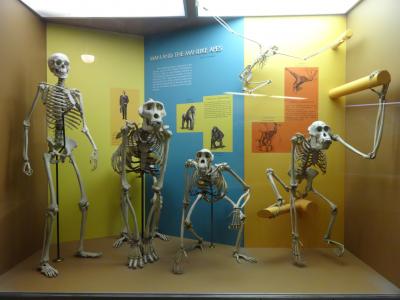国立自然史博物館　（骨格標本）