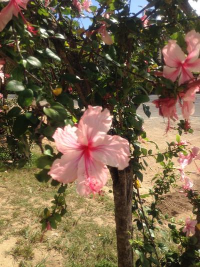 庶民のハワイ(*´Д`)2015☆4