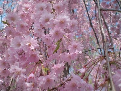 飯山城へ桜を見に行っちゃいました。