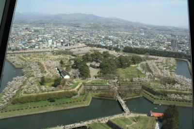 函館の桜