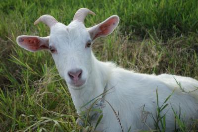 黒島 シュノーケルと島内めぐり