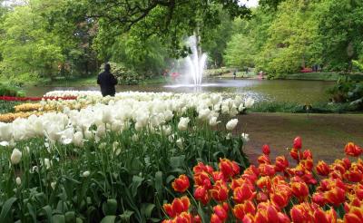 春のベルギー・オランダ・パリの街角♪vol.8　☆*:.花が奏でる彩りの旋律・:*☆♪　キューケンホフ公園。