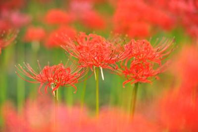 七ツ森古墳の曼珠沙華