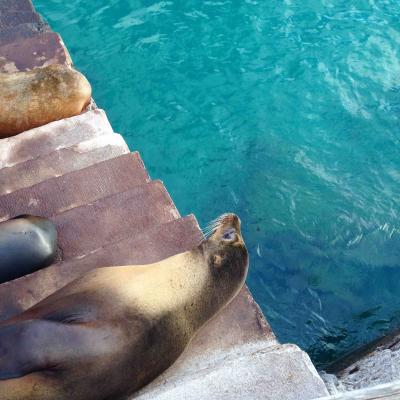 野生動物に会いにガラパゴス諸島へ - 1