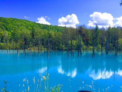 北海道 青い池と虹とエゾリスとの出会い