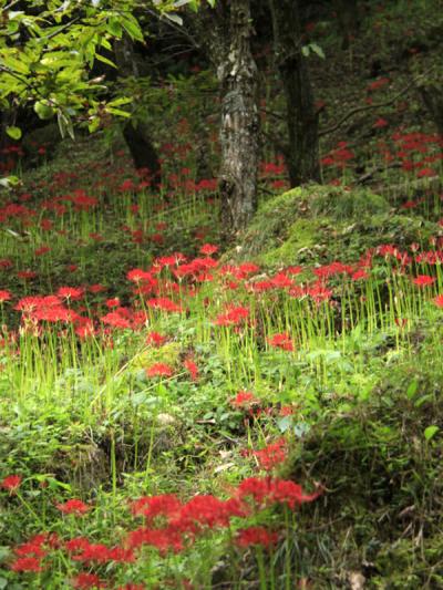 熊本プチ旅　　蘇陽渓谷の彼岸花・ヒゴタイ公園編 3−3