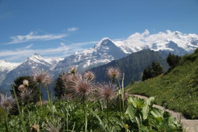 景色も最高！スイスアルプスの高山植物園、シーニゲプラッテ