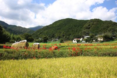 神奈川の花の名所１００選：日向薬師の彼岸花