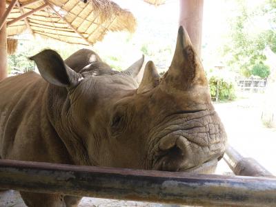 子連れだって楽しいパタヤ in 2015 (3) カオキアオ動物園経由でバンコクへ