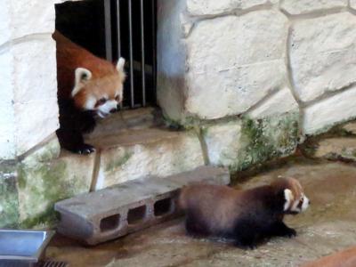 初秋のレッサーパンダ紀行【４】 とべ動物園　まだ一般公開前ですが・・・（笑） 優花ちゃん、２年連続のおチビちゃんの自主公開ありがとう！！