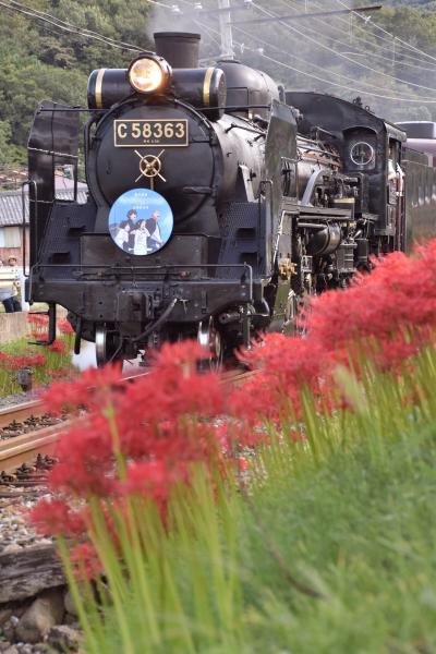 秩父鉄道の「SLパレオエクスプレス」を追いかけて、彼岸花が咲き広がる長瀞に訪れてみた