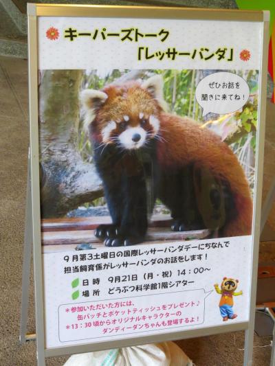 初秋のレッサーパンダ紀行【５】 のいち動物公園　仲良しペア！！カイ君とカイちゃん同居中＆国際レッサーパンダデー特別キーパーズトーク