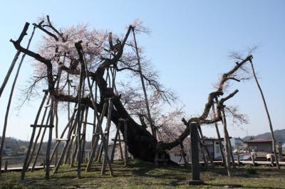山形の桜　1日目
