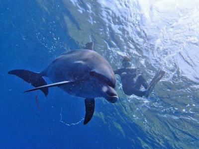 御蔵島 Dolphin swimming イルカと泳ぐ週末