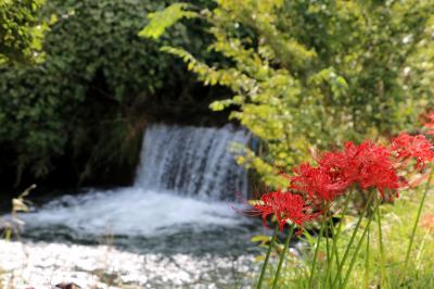 里山の彼岸花 （日向薬師周辺）・・・