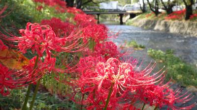 五条川の彼岸花