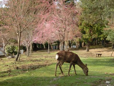 歩き回った！年度またぎ(*´▽｀*) 春の奈良旅行（1日目：奈良市内編）