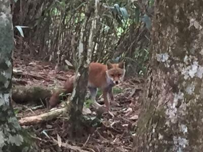 キツネのお宿