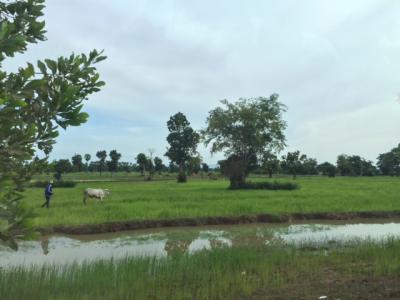 ぶらっとカンボジア⑦