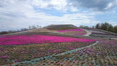 前から行きたかった茶臼山の芝桜でしたが（空撮あり）