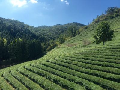 シルバーウィーク②海南(ヘナム)・タンクツ~宝城(ポソン)