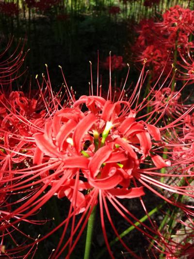 巾着田の真っ赤な絨毯。曼珠沙華公園から高麗神社へ。