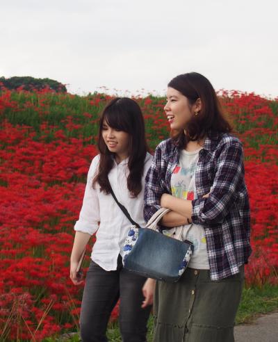 彼岸花秋まつり2015