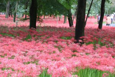 高麗神社と曼珠沙華の群生地巾着田