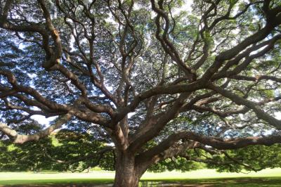 初ハワイ子連れで満喫3泊5日弾丸ツアー3(ぐるっと島1周編)