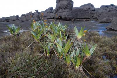 ロストワールドの世界　グランサバナへ、そしてロライマ山　ヘリ遊覧