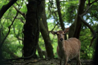 フリープランで屋久島へ