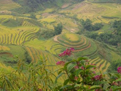 今年２度目のベトナム　首都ハノイ・国境の街ラオカイ・棚田と少数民族が暮らす村サパの旅 個人手配
