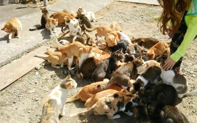 姉弟旅行】愛媛☆猫の楽園こと青島