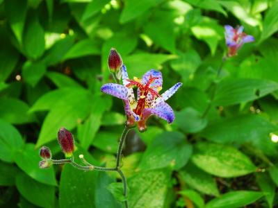 目白庭園：花々